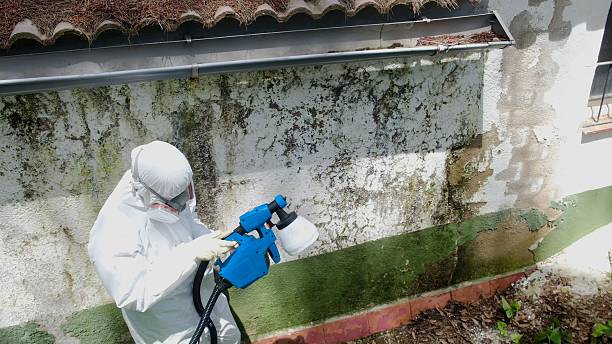 Top rated local Attic Mold Remediation specialists in Highwood, IL